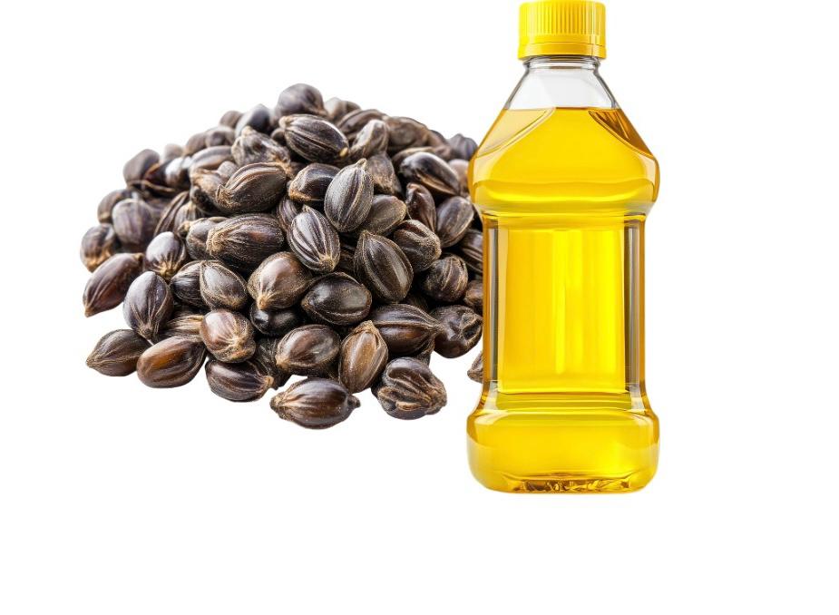 Castor Seed Oil
