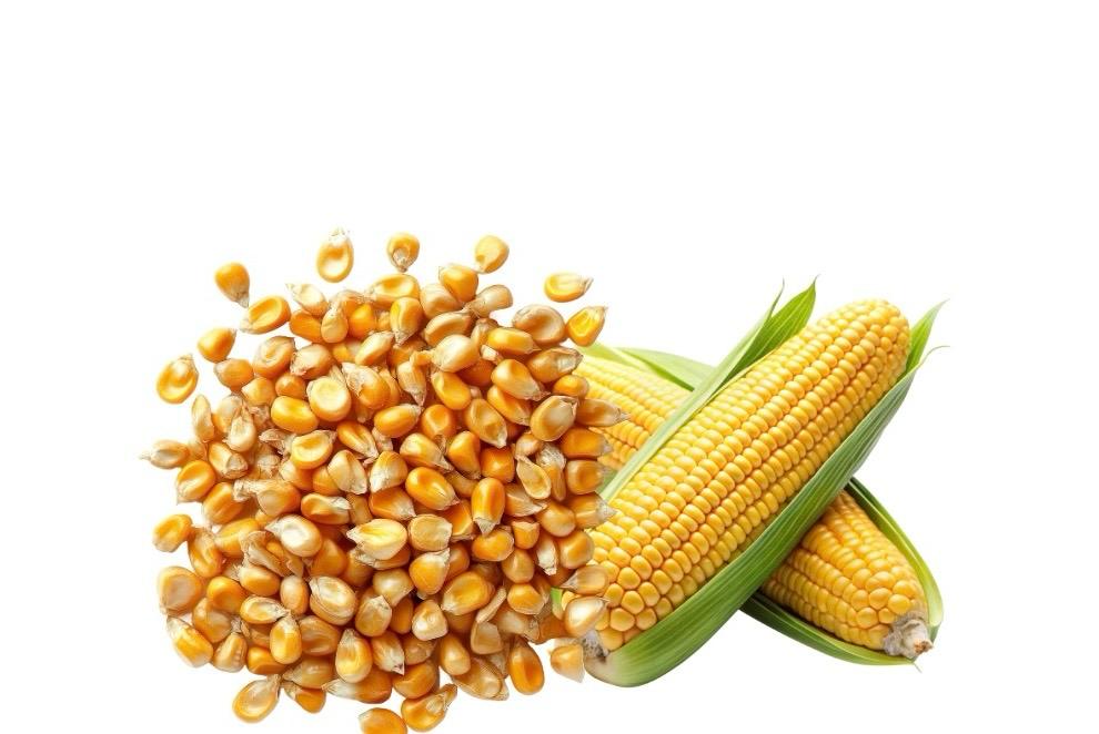 Corn Seeds